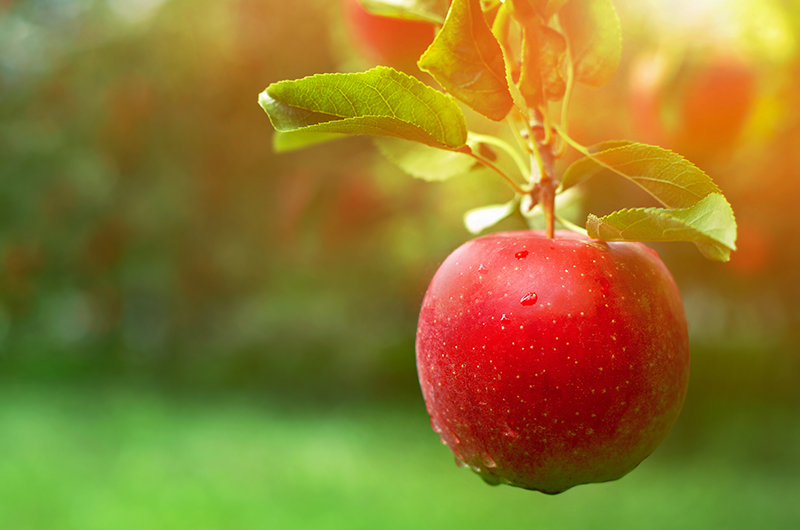 アプレナ apple leather sustainable