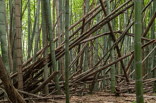 写真：放置竹林