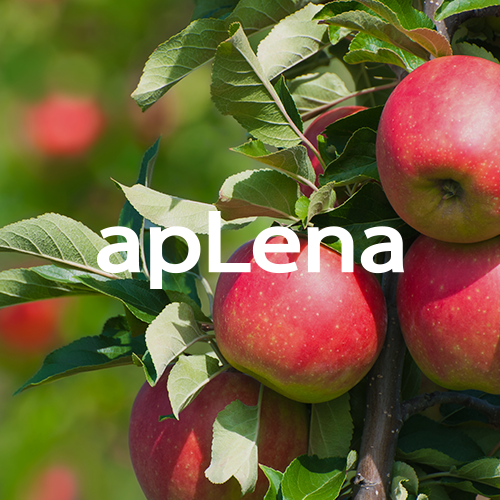 apLena